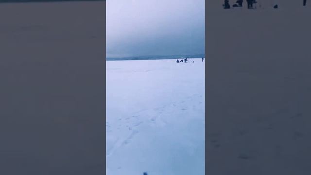 #рыба #зимняяловлярыбы #корюшка