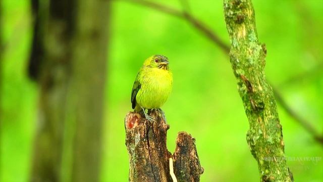 8K ULTRA HD VIDEO BIRDS RELAXATION  WITH PIANO MUSIC  | 8K VIDEOS |8K NATURE