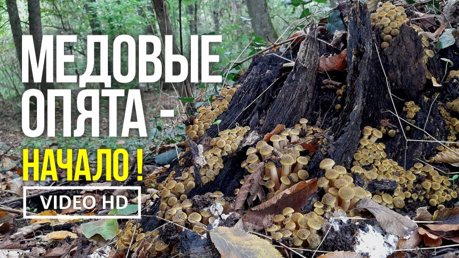 МЕДОВЫЕ ОПЯТА - НАЧАЛО !   18 октября 2024 года  Сбор осенних медовых опят, весёлки обыкновенной..