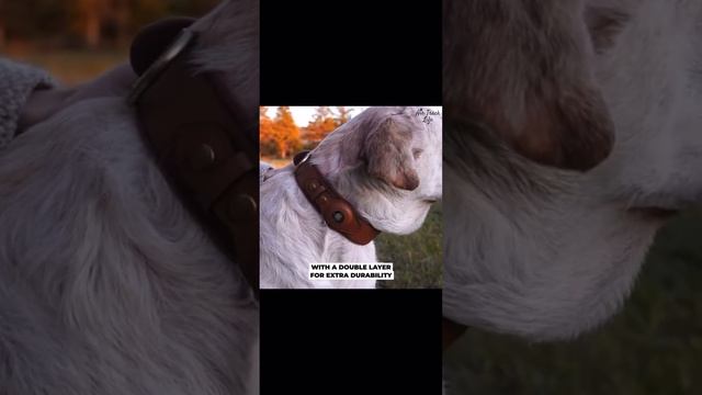 iDog Apple AirTag Dog Collar Tracker (FOLLOW LINK IN DESCRIPTION) смотреть онлайн
