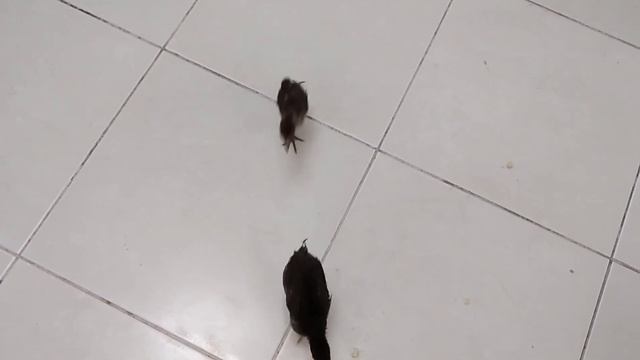 My chicks. They love apples!! Running after each other for it!! Funny 🤣😂. смотреть онлайн