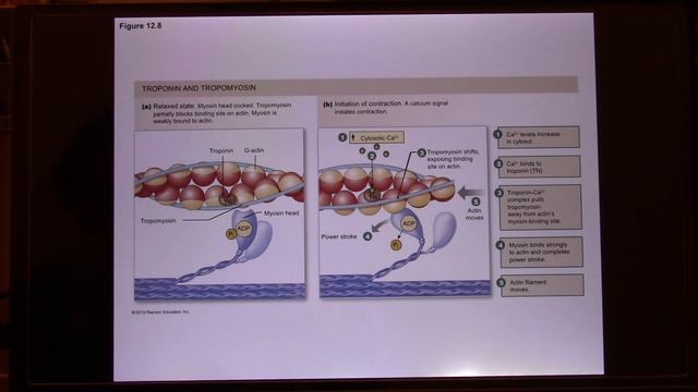 UT Bio365S Human System Physiology Online Lecture - Cardiovascular System-Heart Electrical Event 01 смотреть онлайн