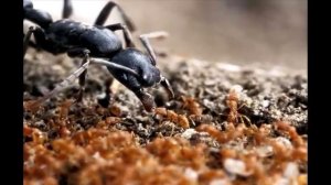 ШУМ от муравьёв