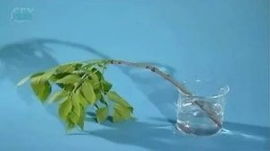 Стебель. Передвижение органических веществ по лубу