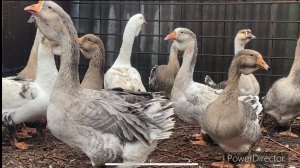 Вы обалдеете кого я купил