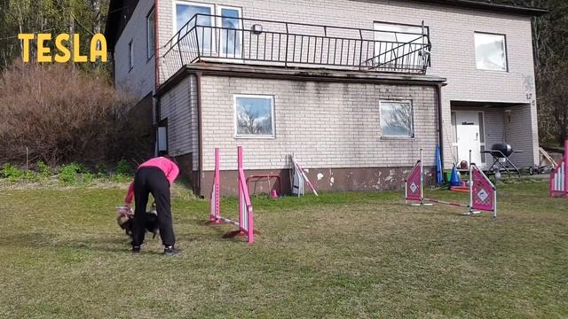 Tesla Starter Agilitytraining 7/5-2020