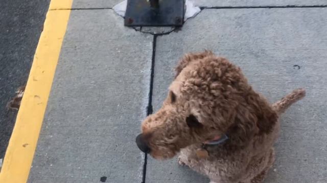 Albany Dog Trainers | Colonie Dog Trainers | Bentley & Russell, Poodles смотреть онлайн
