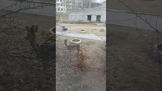 В Зее возле стоматологии прикормили олененка