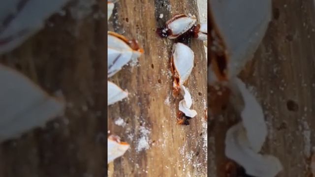 Живые Моллюски экскурсия Пхи-Пхи. Таиланд 2024 за 50 тысяч рублей с перелетом.@tutsi-dieti смотреть онлайн