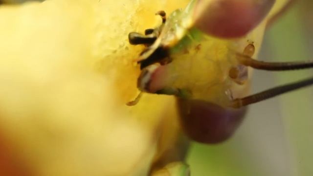 praying mantis eating apple 2 смотреть онлайн