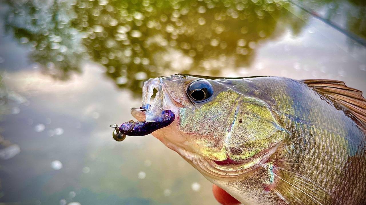 УЛЬТРАЛАЙТ осенью НА МАЛОЙ РЕКЕ. Ловим окуня на силиконовые приманки