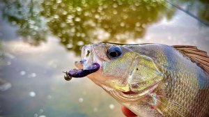 УЛЬТРАЛАЙТ осенью НА МАЛОЙ РЕКЕ. Ловим окуня на силиконовые приманки