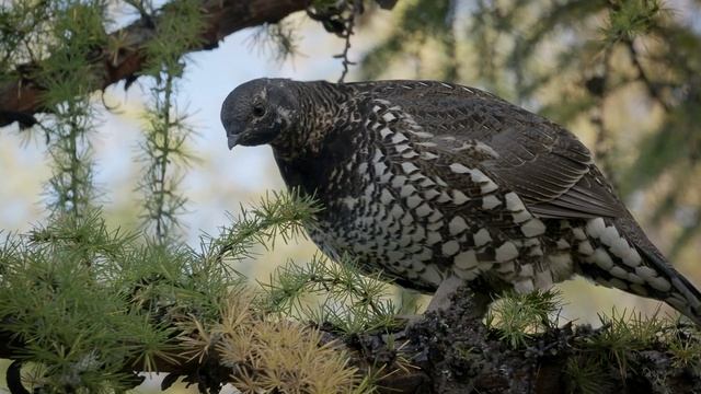 Дикуша смотреть онлайн