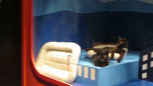 Cute Cats in Holiday Windows смотреть онлайн