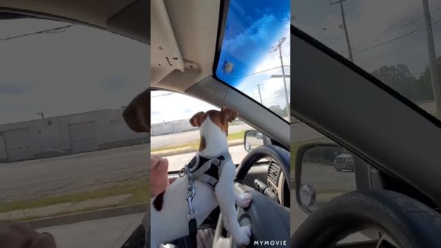 My jack russell puppy driving 🚗 my pickup truck 🚚 смотреть онлайн