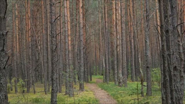 2014 06 28 поход Ветразь, с поезда через лес к лагерю смотреть онлайн