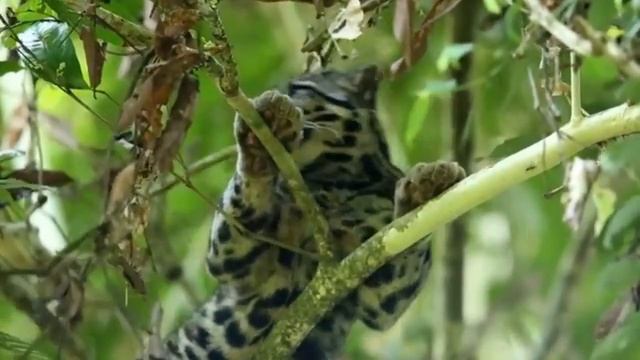 Clouded leopard смотреть онлайн