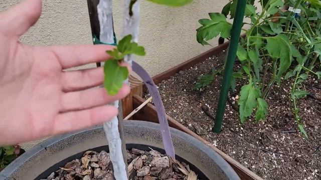Container grown fruit trees смотреть онлайн