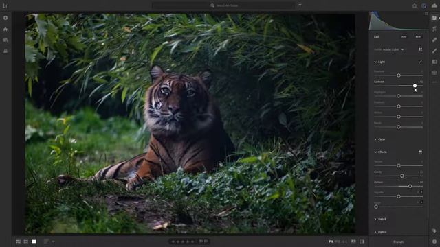 Zoo photography: How to remove dirty windows from pictures (lightroom) смотреть онлайн