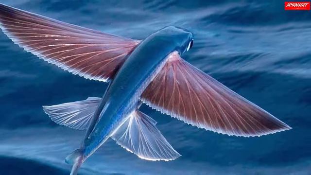 ТЕСЛА  “добивает “ бензиновые движки ракетными технологиями