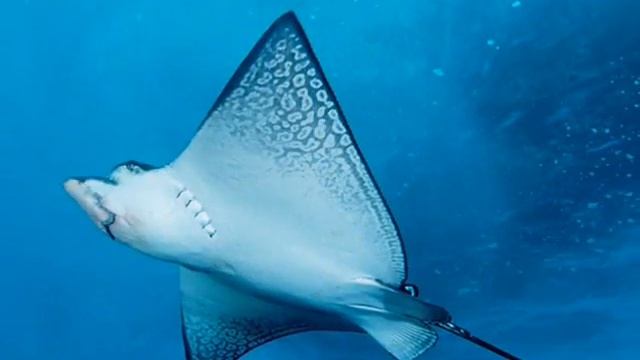 Amazing Underwater Wallpapers : Photos Adda смотреть онлайн