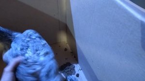 Пополнение в хозяйстве // куры породы корниш