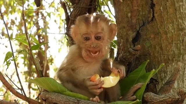 Sanya Monkey loves to eat apples when she is hungry смотреть онлайн
