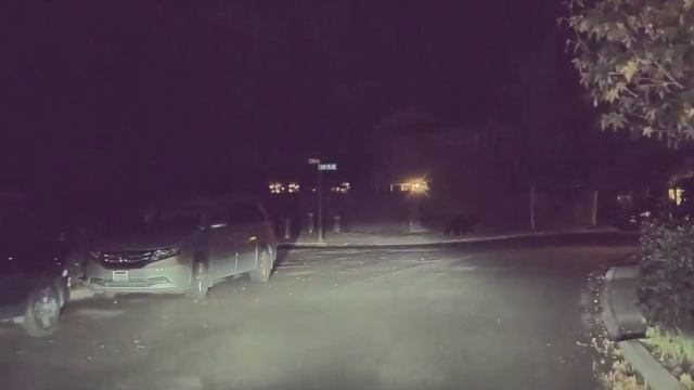 Tesla Cam: Wow That's Big Dog. Nope.