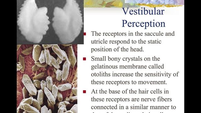 Physiological Chapters 8 & 9 Untitled смотреть онлайн