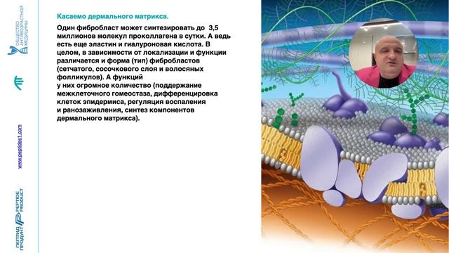 Введение в мир эстетики и красоты. Кожа, её слои, клетки. Фото- и хроностарение смотреть онлайн