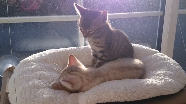 Bengal Kittens getting very sleepy on their window bed смотреть онлайн
