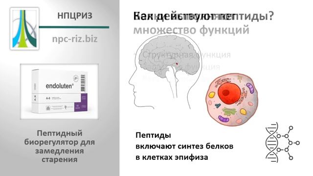 Эндолутен смотреть онлайн
