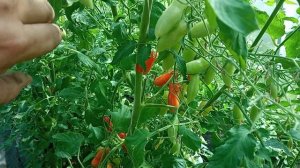 Томат Дебослив”