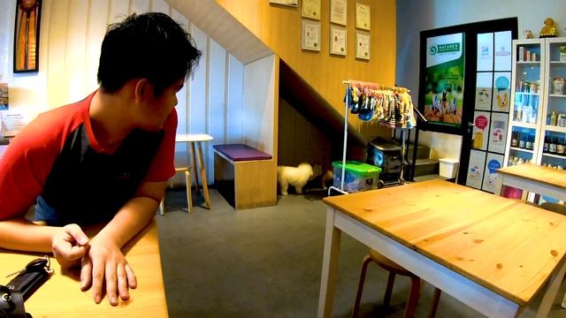 Visit to The Barkbershop to drop off our pets for saloon | Daily life in Jakarta 4K смотреть онлайн