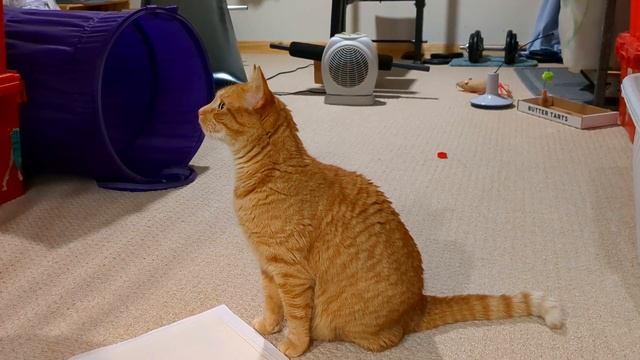 This happens when a cat hears bird sounds BUT there's no window смотреть онлайн