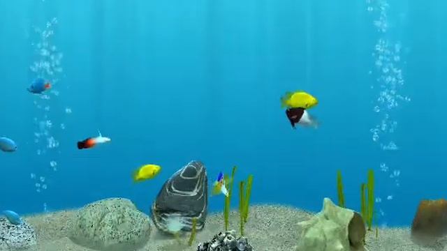 Aquarium fish смотреть онлайн