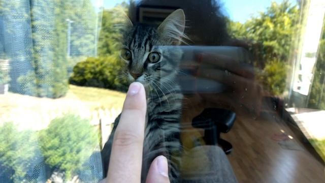 Theo the Cat clawing on the window, wants to come outside смотреть онлайн