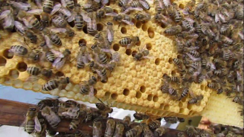 пчеловодство на ячейке 4,9 мм - часть 10, начала выходить молодая пчела из ячейки 4,9 мм смотреть онлайн