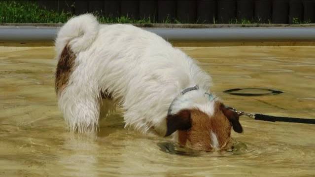 ДТ - 392. Группа 'водолазы' - терьер, шнауцер, спаниель