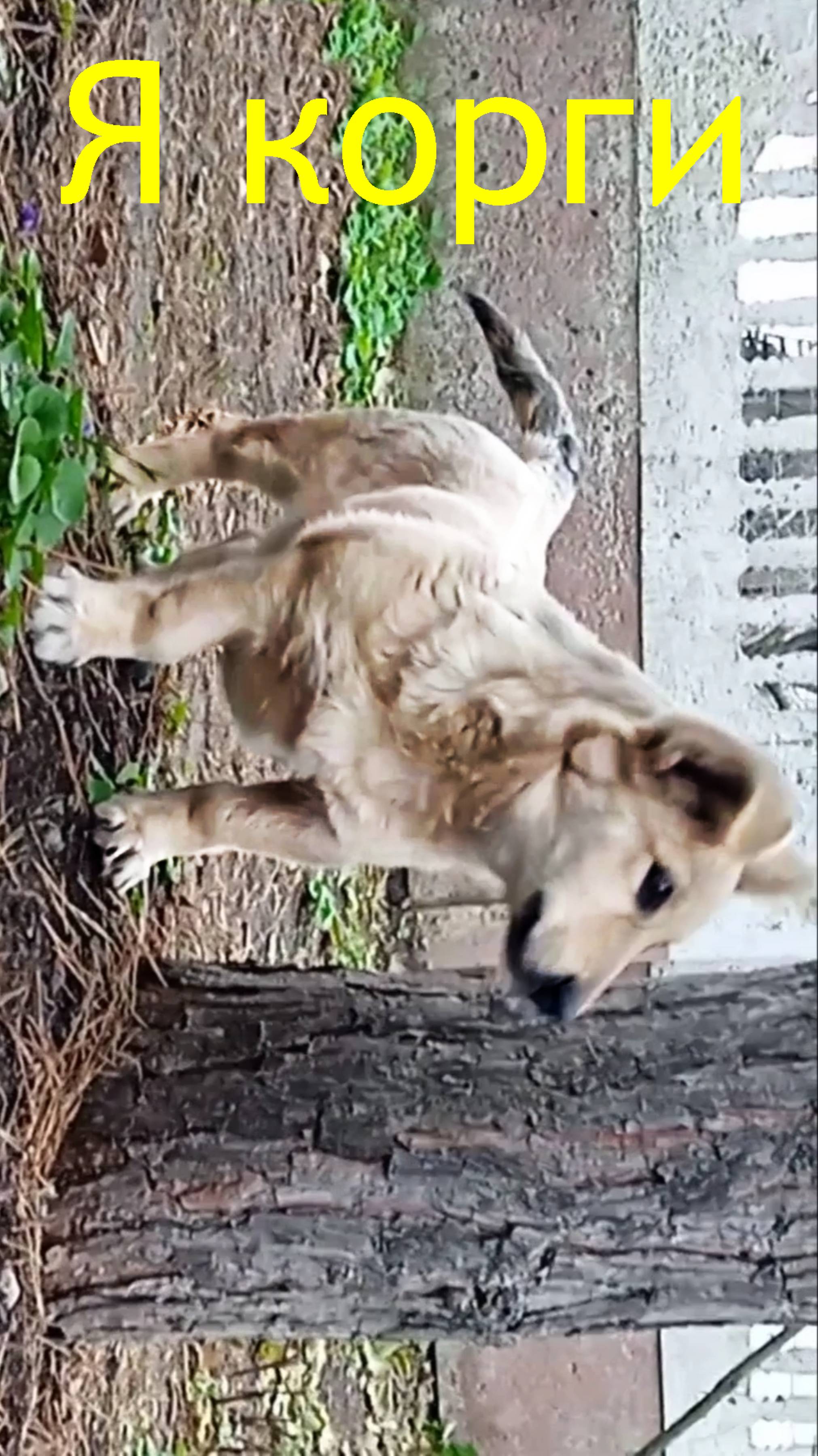 🐶🐾А я корги-умный,улыбака кардиган ! Собака.Друг семьи🐾 смотреть онлайн