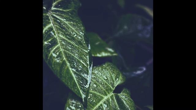 L'après-midi - Single смотреть онлайн