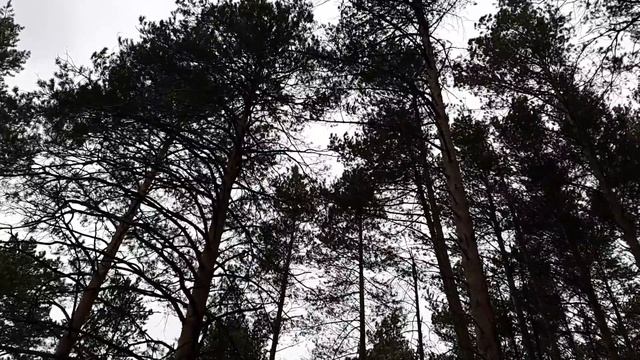 Опять скрипит потёртое ствольё.. смотреть онлайн