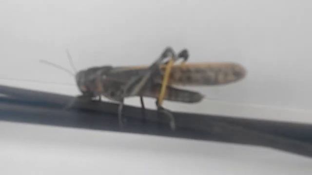 Перелетная саранча смотреть онлайн