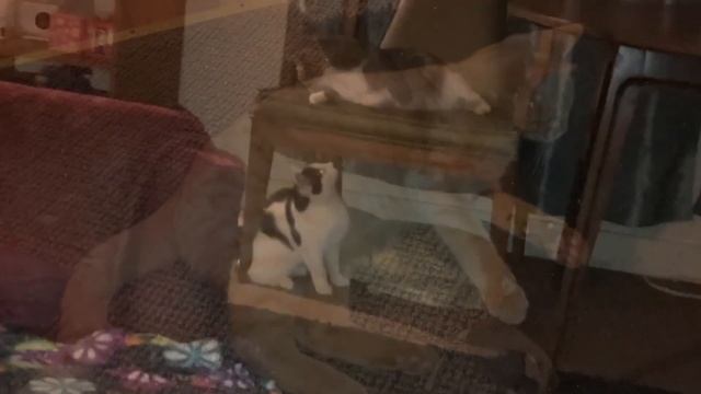 Four #Cats in 450sq ft ... смотреть онлайн