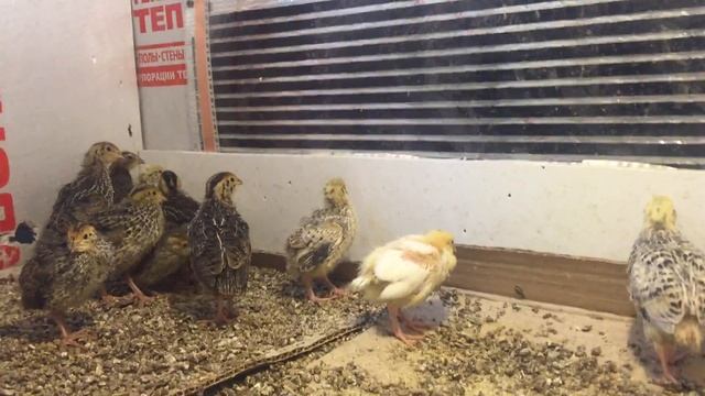 Перепела в СПб