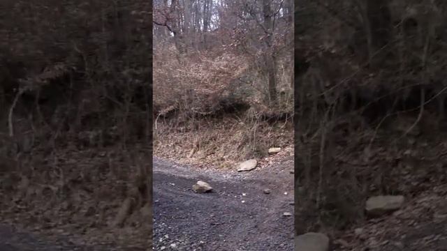 Raptor vs Grizzly Video 82 The Crash Of The Day смотреть онлайн