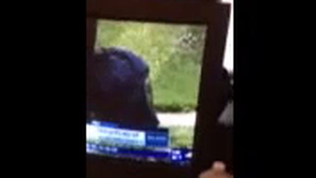 Nutley Garbage News 6/6/2016 смотреть онлайн