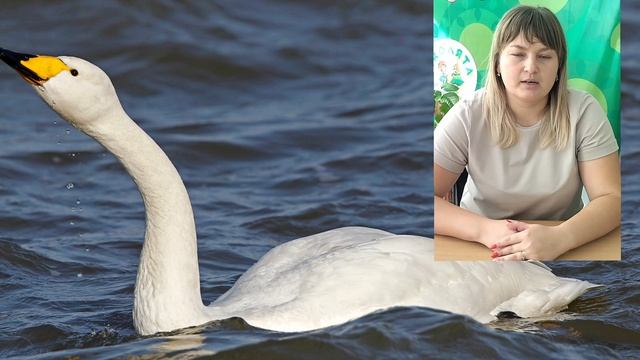 "Я хочу, чтобы лебеди жили" смотреть онлайн