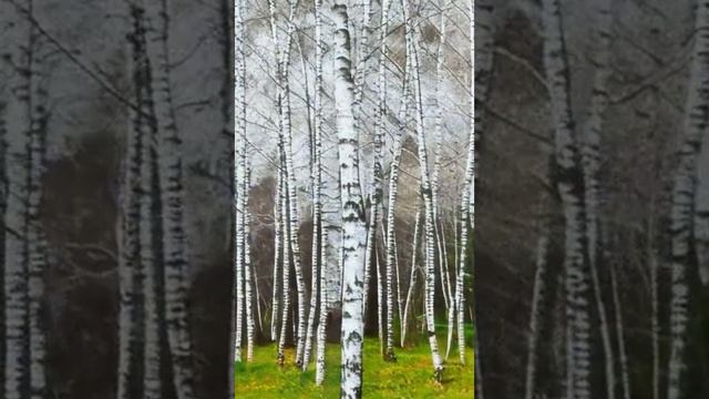 Берёзовая роща смотреть онлайн