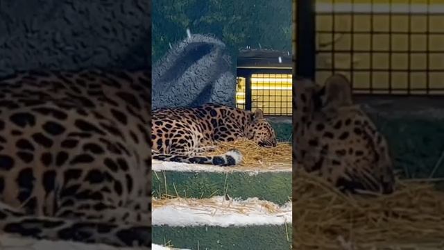 ЛЕОПАРд московСкий зоопаРк🐆LEOPARD Moscow Zoo🐆 смотреть онлайн
